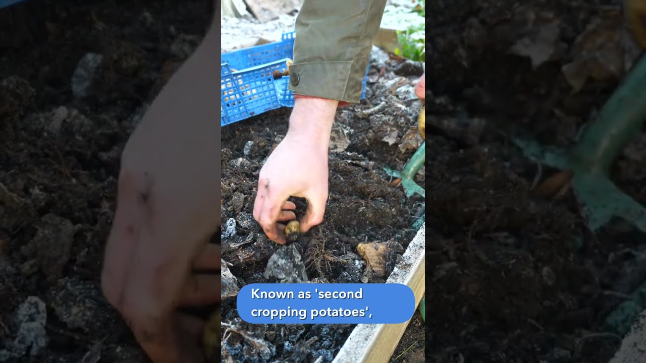 Garden Potatoes... for Christmas?