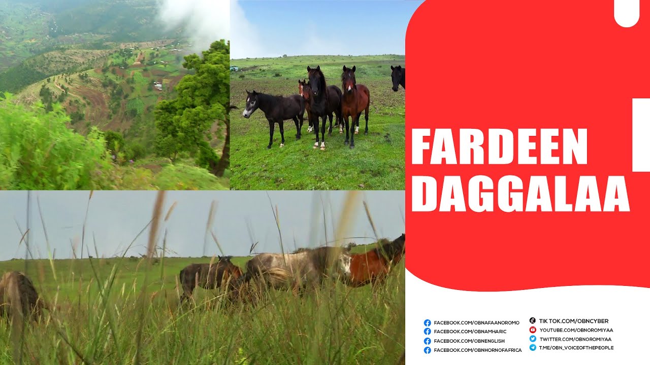 Fardeen Daggalaa