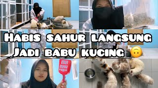 Menjadi babu kucing di bulan puasa, rasanya mantap 👍🏻 kucing persia himalaya ready adop ✨ cathotel by Oco Nugroho 685 views 1 year ago 10 minutes, 8 seconds