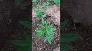 Gorilla Grow