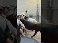 Bandido Générac manade Briaux