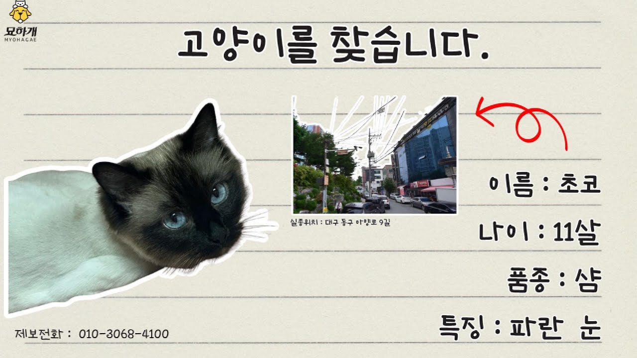 [실종동물찾기] 샴고양이 초코를 찾습니다. (대구광역시 실종동물 방송)