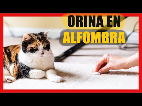 Video: Cómo eliminar el olor a orina de gato en la alfombra en casa