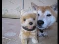 思いやり犬物語: おもちゃの柴犬からの思わぬプレゼントに笑顔笑顔の柴犬ちゃめ YouTubeエンタメウィーク