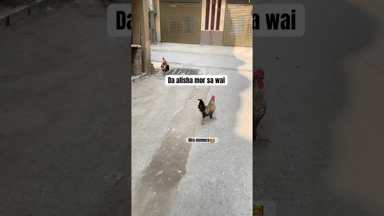 Nan shr tror kra  rawana oma pa kosa k chargan ralo 😁 enjoy okai da sonia shah sra  support wakai