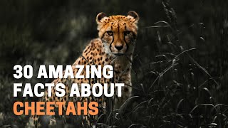 30 Amazing Facts About Cheetahs by Animal Globe 129 views 1 month ago 4 minutes, 23 seconds