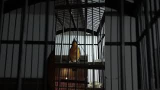 DownloadSulingan gunung abis mandi malam MP3 MP4 Sulingan gunung abis mandi malam