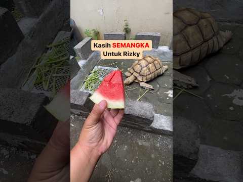 Video: Bisakah kura-kura makan semangka?