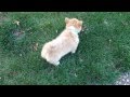 Corgi puppy plays in the grass