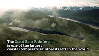 Great Bear Rainforest Victory - Greenpeace Celebration