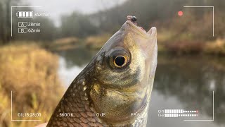 видео: Поставил Куриную лапку и понеслось! Мормышинг на микроречке. картинка: Поставил Куриную лапку и понеслось! Мормышинг на микроречке.