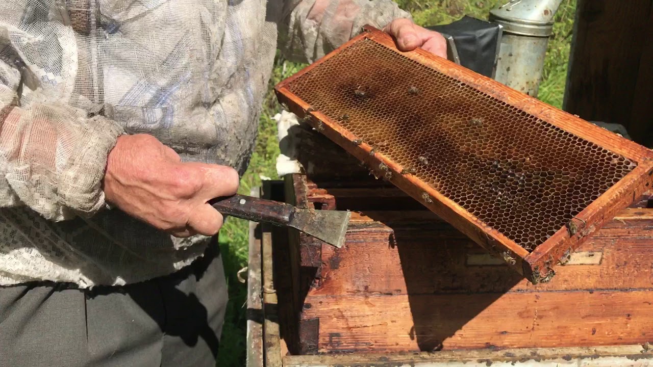 Belarus_Bee farm
