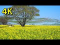 ４K『ひたち海浜公園』一面の菜の花とネモフィラの競演！黄色と青色の絶景！茨城県・ひたちなか市