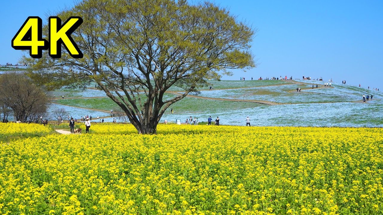 ４K『ひたち海浜公園』一面の菜の花とネモフィラの競演！黄色と青色の絶景！茨城県・ひたちなか市