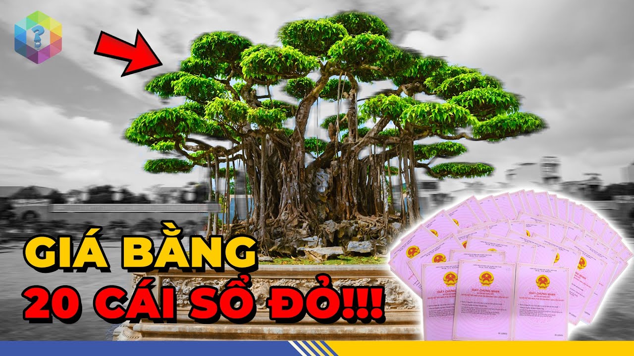 Quốc Tế SỐC 9 Cây Cảnh Có Giá Bằng Cả Gia Tài Của Đại Gia Việt – Ngang Chục Lô Đất Không Thèm Bán!