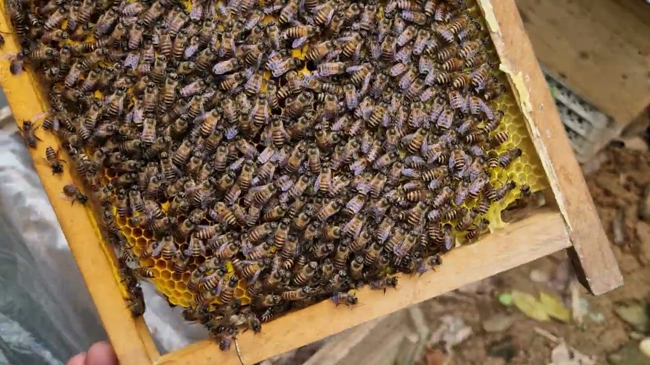 Kiểm tra ong sau mưa rét và cân chỉnh đàn ong