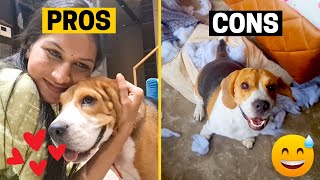 Beagle: Pros And Cons You Must Know Before Getting One!