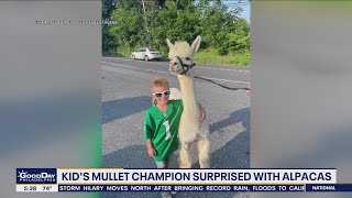Local kid's mullet champion surprised with alpacas