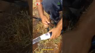 Smart Farmers Simple And Effective Diy Idea