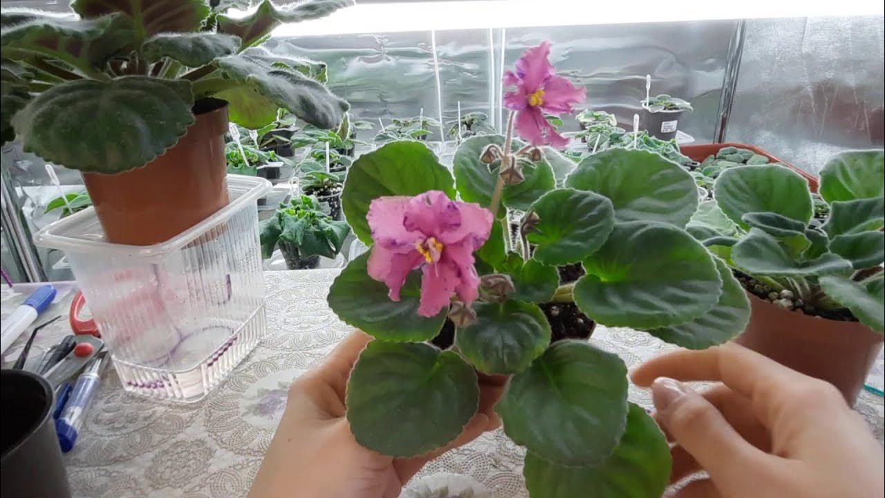 ВЗРЫВАТЕЛЬ ЦВЕТЕНИЯ ФИАЛОК. Удобрение для фиалок по листу, результаты ...