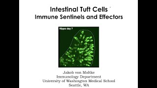 Small Intestinal Tuft Cells Sentinels and effectors of type 2 immunity