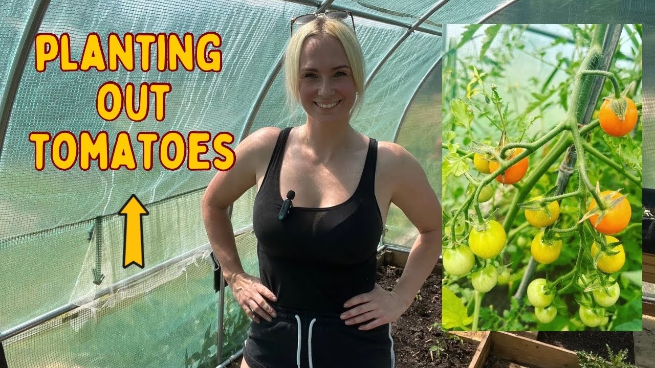 When should I plant tomatoes in a polytunnel? - Allotment beginners