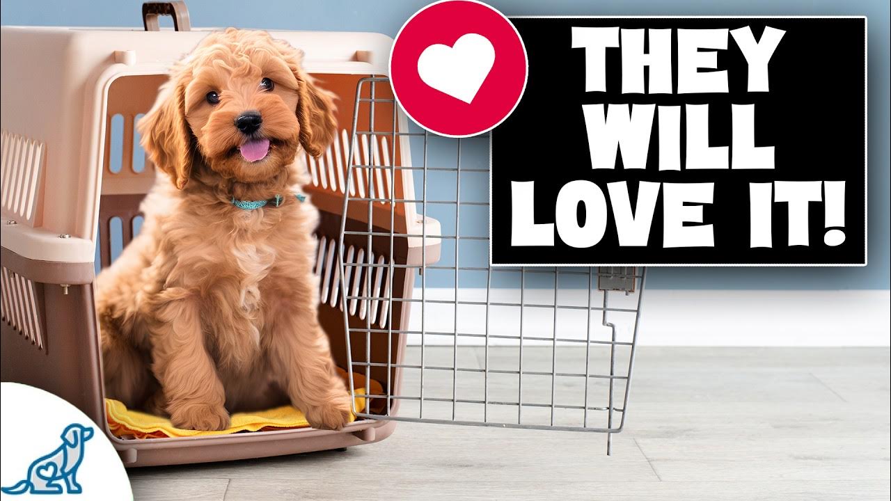 Get Your Puppy Comfortable With Their Crate YouTube