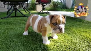 RARE ENGLISH BULLDOG PUPPY / Cute and beautiful pup 8 weeks old