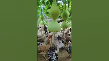 Gourds Dissolve In Hours Nature S Wild Destruction 