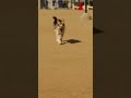 Danny Bear running at the dog park Jan 2016