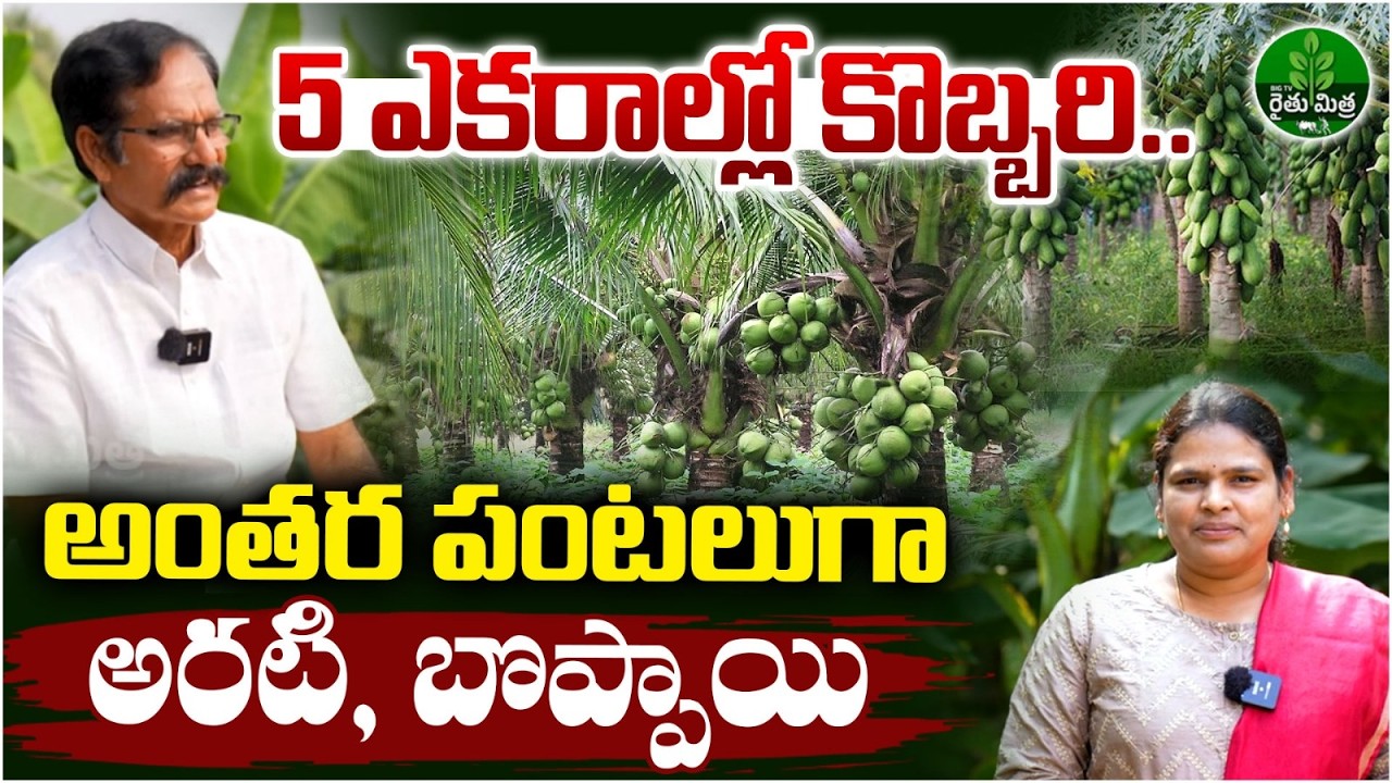 Coconut Farming in 5 Acres | Papaya, Banana Intercropping in Coconut Crop | BIG TV