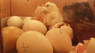 Chicken Eggs Hatching || ON the Day 19th