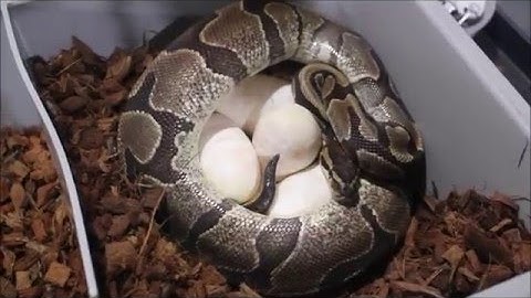 2016 Clutches # 4, 5 and 6!