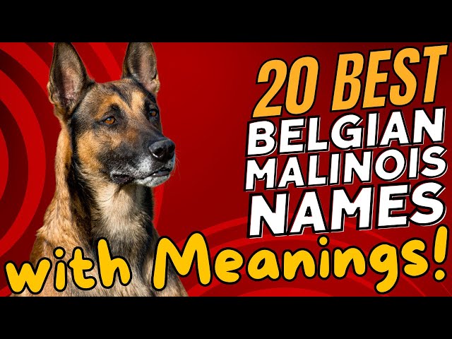 Male Dog Best Belgian Malinois Names 190+ Belgian Malinois Dog Names: Popular Unique Ideas – Dogster main image 1