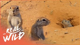 Surviving The Driest Place In South Africa | Kalahari Desert Documentary | Real Wild
