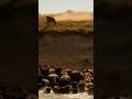 The River of Survival #TheRiverOfSurvival #animalattack  #LeopardVsBuffalo  #NatureDocumentary
