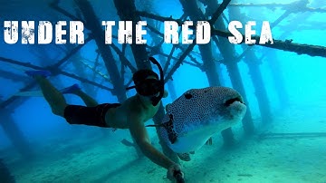 Красное море | Подводный мир | Сахль - Хашиш | Хургада 2023
