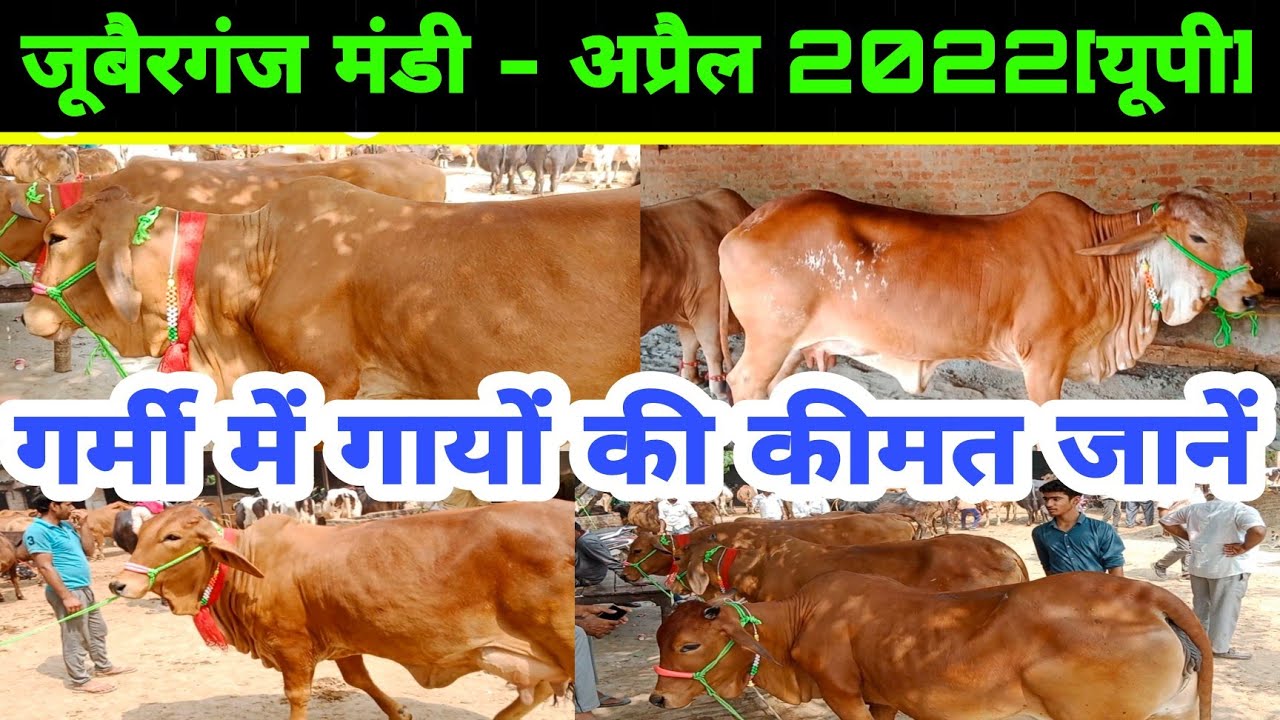 desi cow jubarganj mandi ayodhya 2022 || pashu mandi uttar pradesh ...