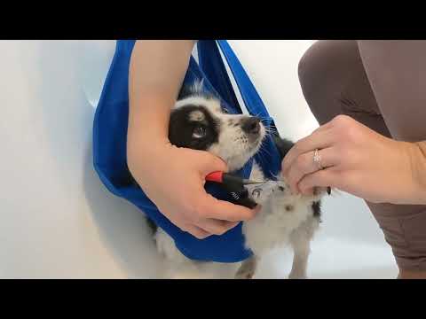 Review of Guzekier Dog Grooming Hammock Harness for Medium Dogs - Dog Holder for Grooming