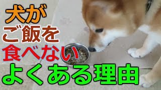 犬がご飯を食べないよくある理由 柴犬まめ Youtube