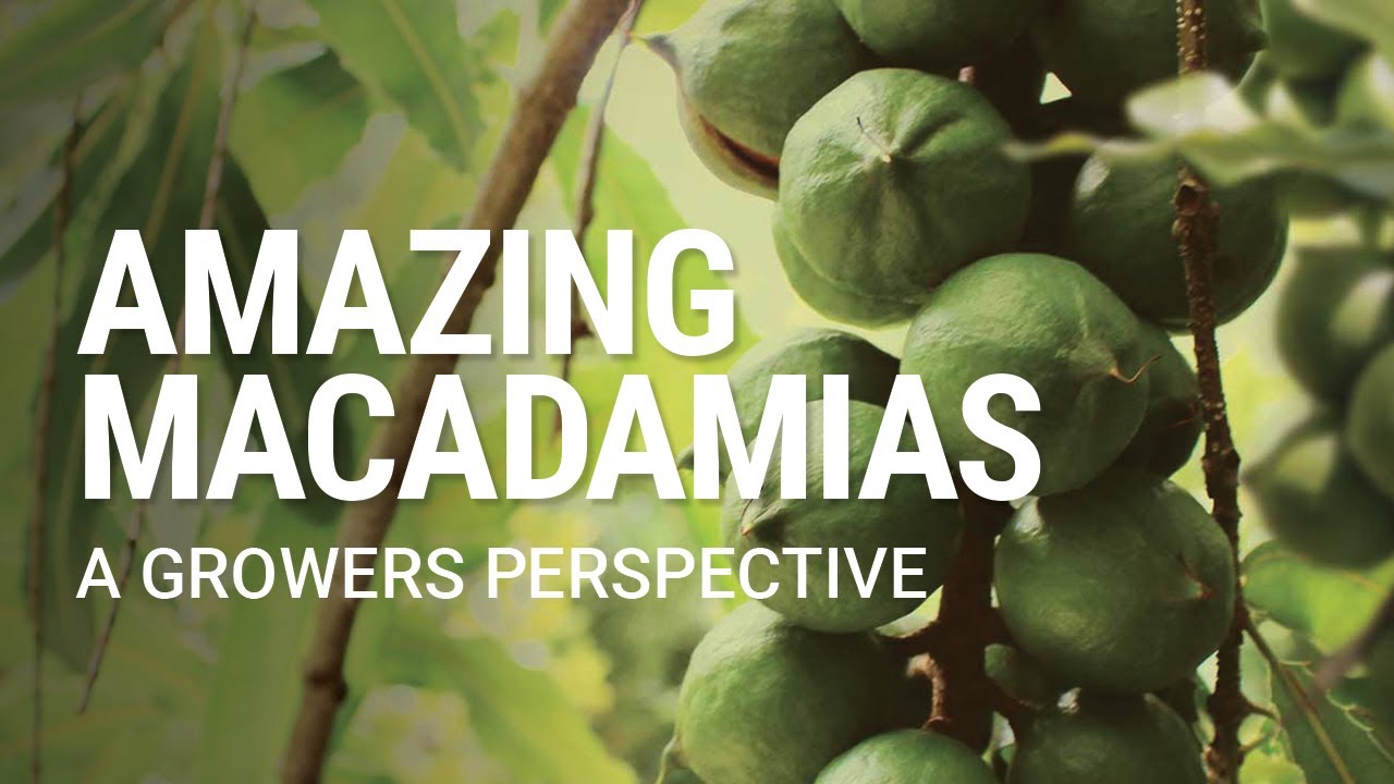 AMAZING MACADAMIA NUTS YouTube