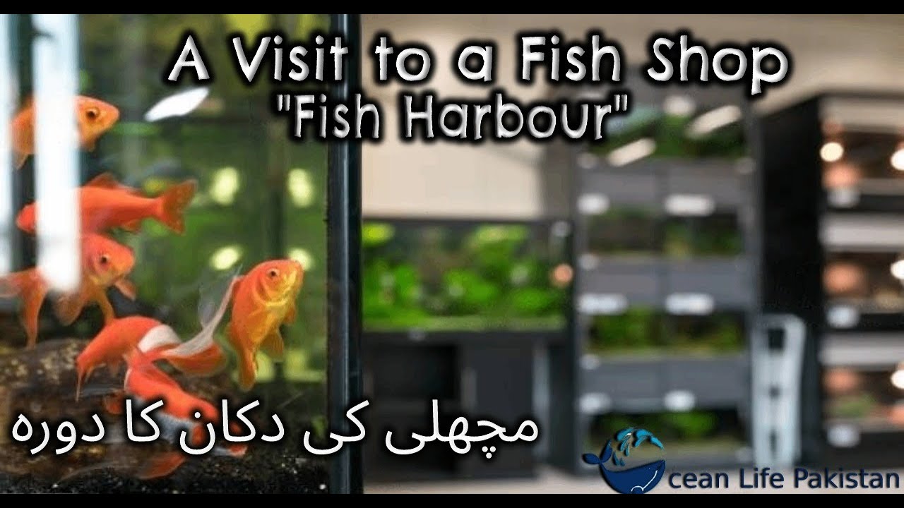 Fish Aquarium Shop Fish Harbour Rawalpindi Freshwater Fish & Tropical