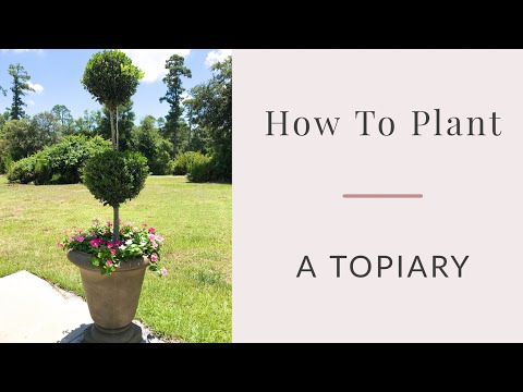 How To Plant A Topiary 🌿