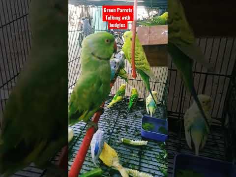 Green Parrots Talking with budgies very sweet #shortsfeed #shorts #ytshorts #talkingparrot #budgies