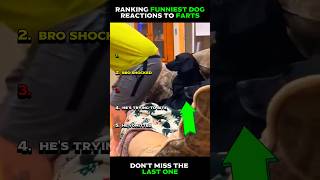 Ranking Funniest Dog Reactions To Farts