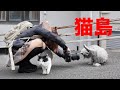 【女ひとり旅】猫まみれ！田代島に行って癒されてきました【猫島】