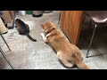 猫のエサの順番待ちをする柴犬　Shiba Inu waiting for cat food【柴犬サブ】