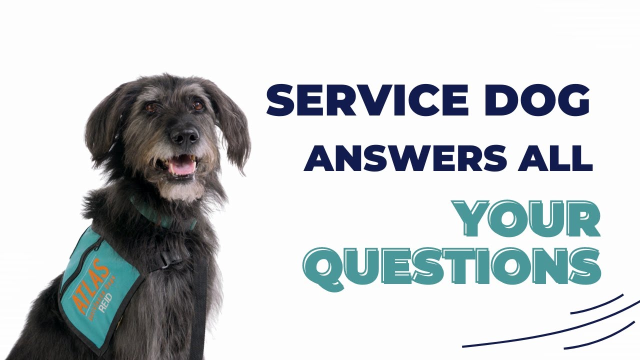 Can You Donate A Dog To Be A Service Dog