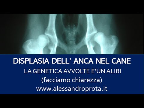 Video: La Dissezione Genetica Dei Fenotipi Della Displasia Dell'anca Canina E L'artrosi Rivela Tre Nuovi Loci