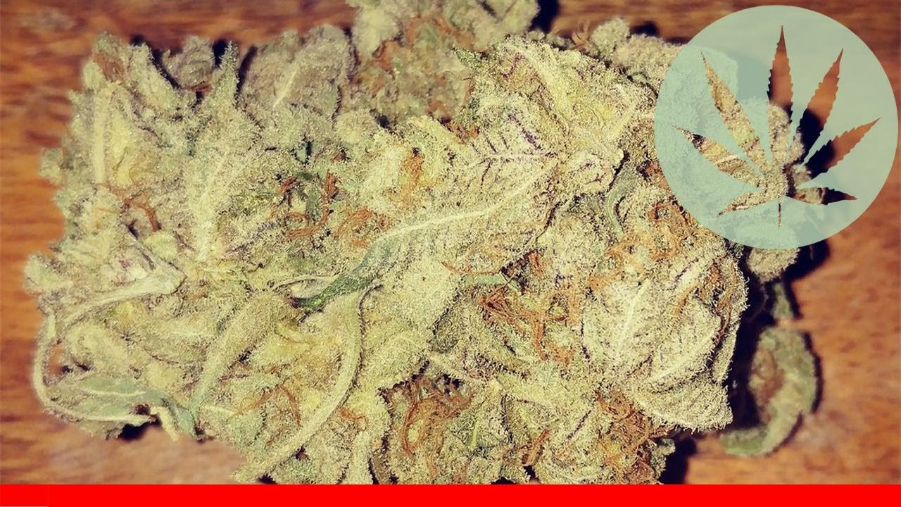 Purple Princess - All About This Strain